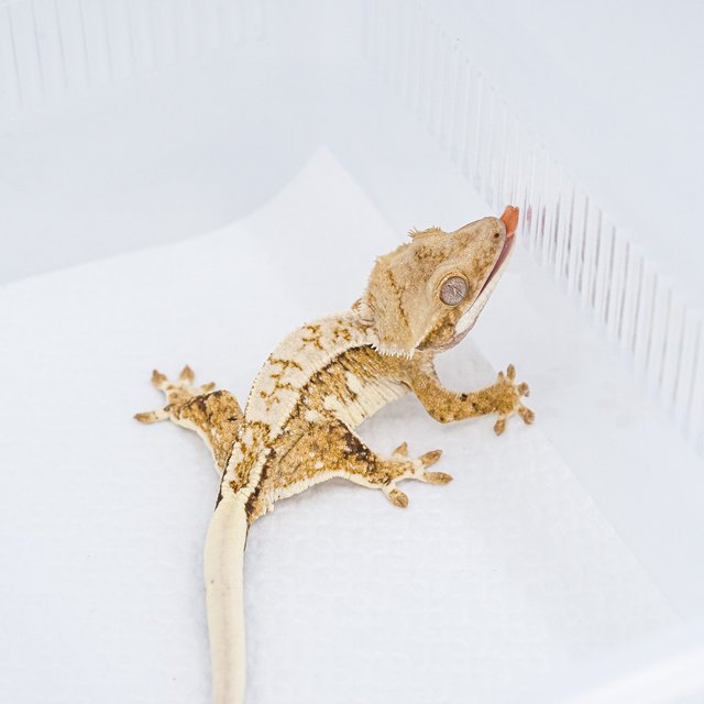 쿼드 핀스트라이프