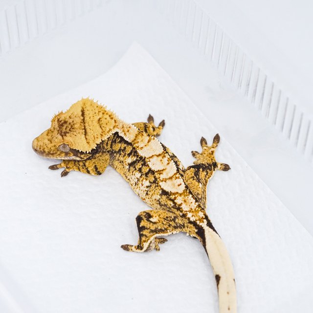 트라이 익스트림할리퀸