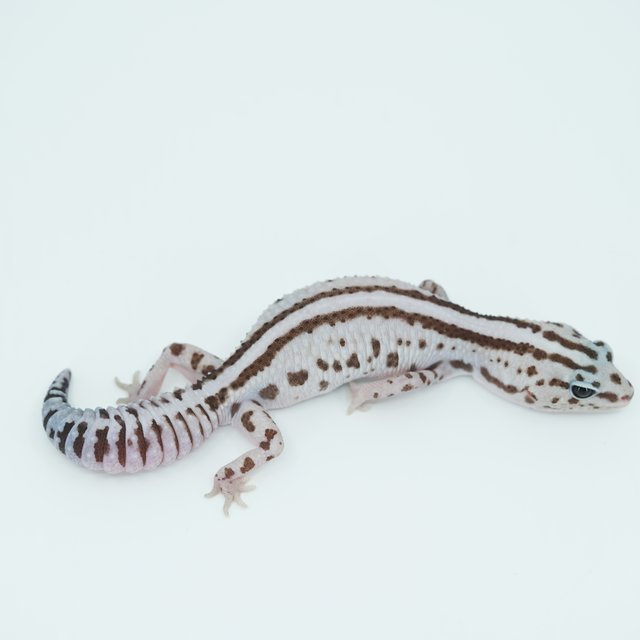 슈퍼 제로 화이트아웃 오레오