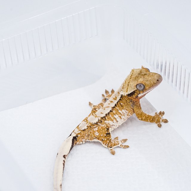 트라이 익스트림할리퀸