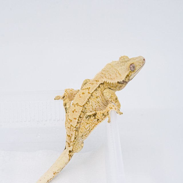 트라이 익스트림할리퀸