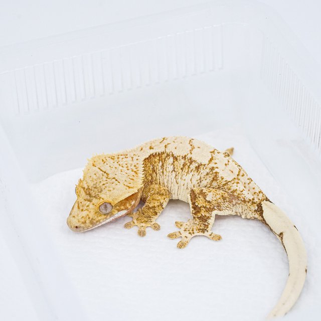 트라이 익스트림할리퀸