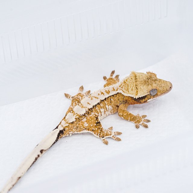 트라이 익스트림할리퀸