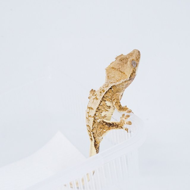 쿼드 핀스트라이프