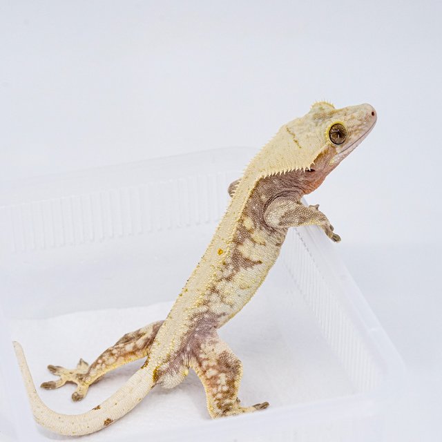 레드 화이트스팟