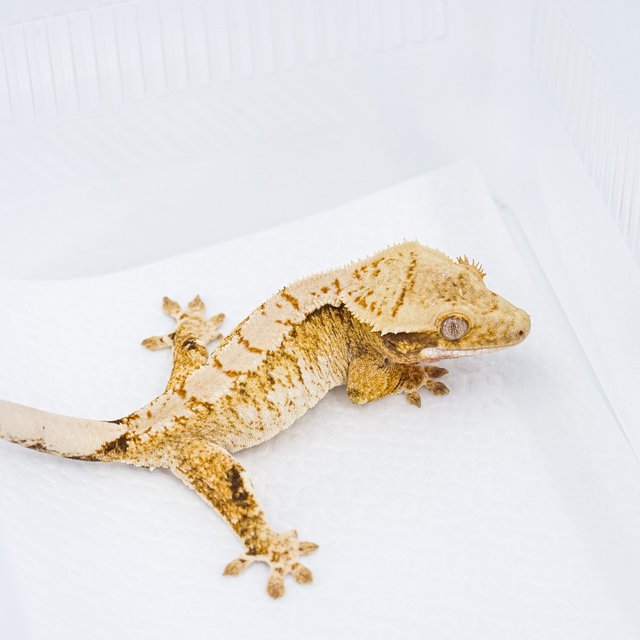 트라이 익스트림할리퀸