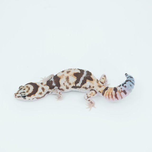 화이트아웃 헷 오레오