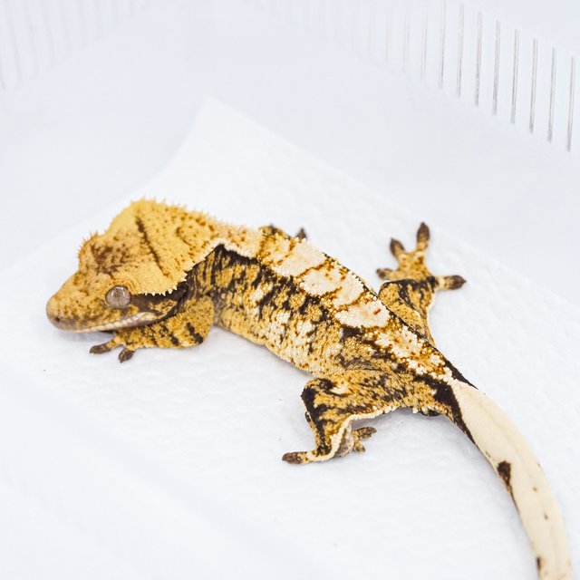 트라이 익스트림할리퀸