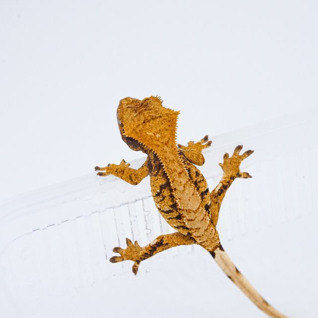 트라이 익스트림할리퀸