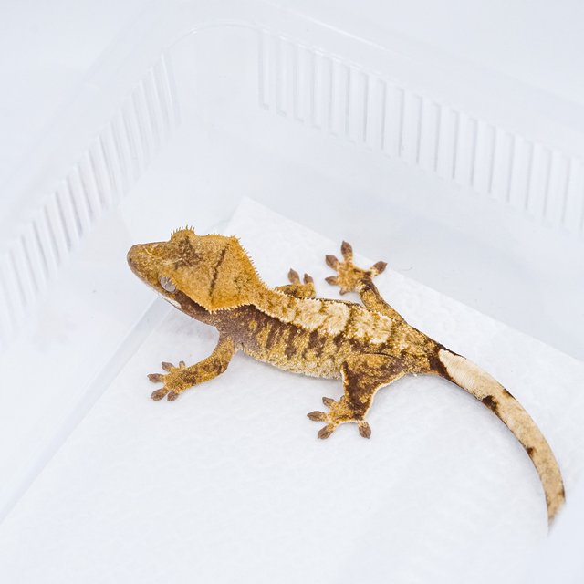 익스트림할리퀸