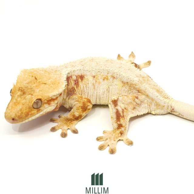 트라이 익스트림할리퀸