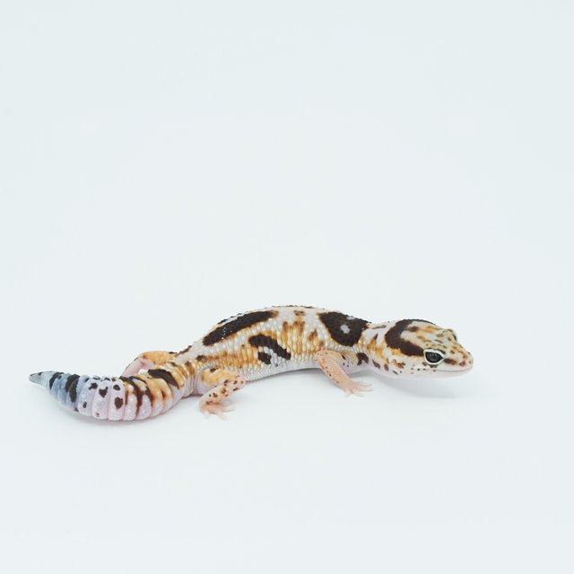 화이트아웃 헷 오레오