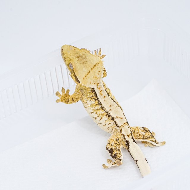 트라이 익스트림할리퀸