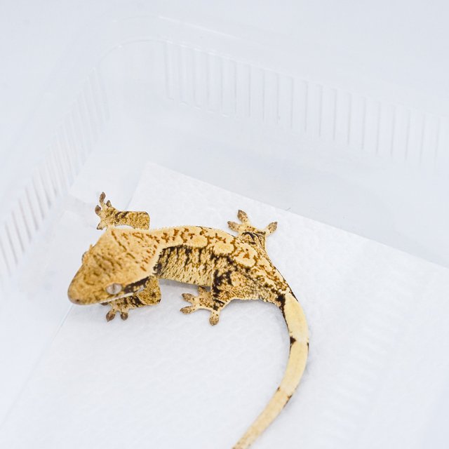 익스트림할리퀸