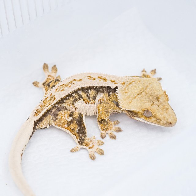 쿼드 핀스트라이프