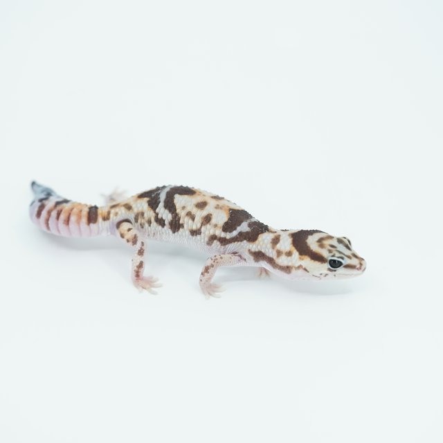 화이트아웃 헷 오레오