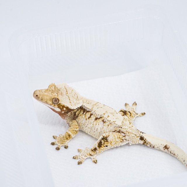 트라이 익스트림할리퀸