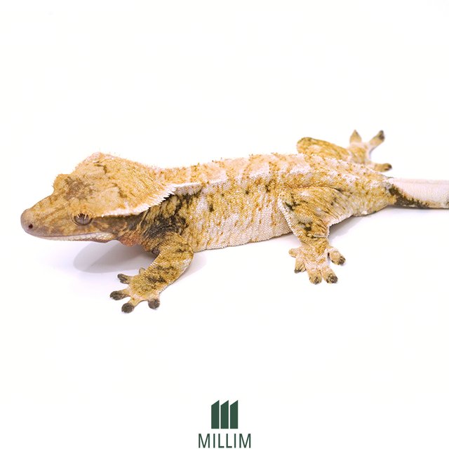 드리피 트라이 익스트림할리퀸