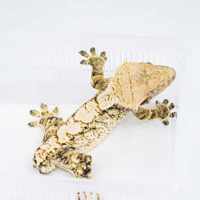 트라이 익스트림할리퀸