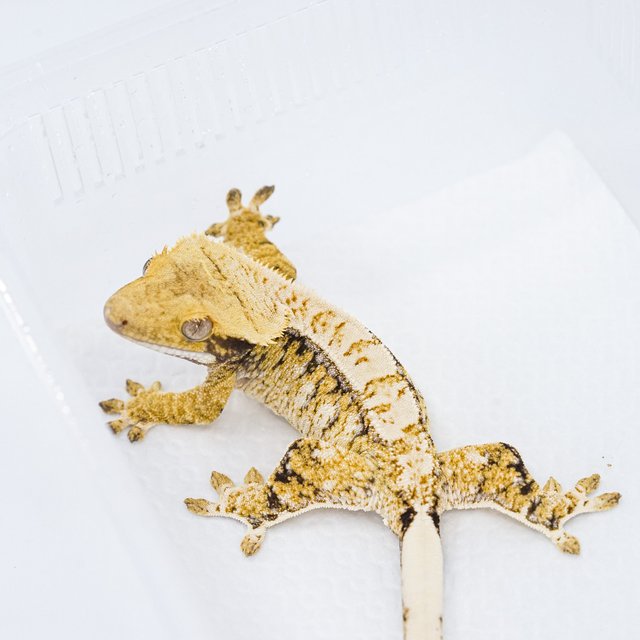 트라이 익스트림할리퀸