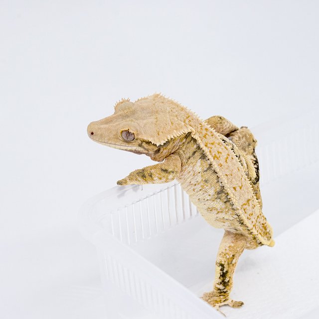 트라이 익스트림할리퀸