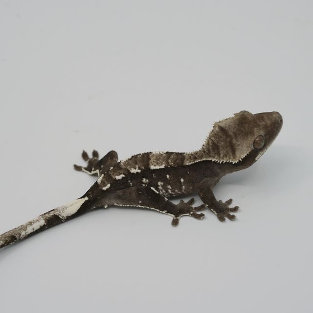 아잔틱