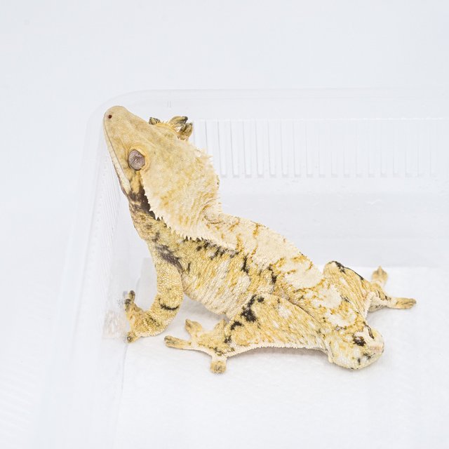 트라이 익스트림할리퀸