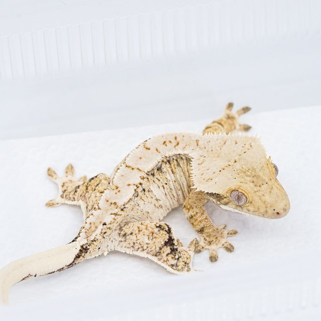 트라이 익스트림할리퀸