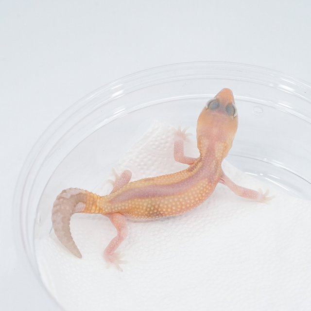 아멜라니스틱 줄루