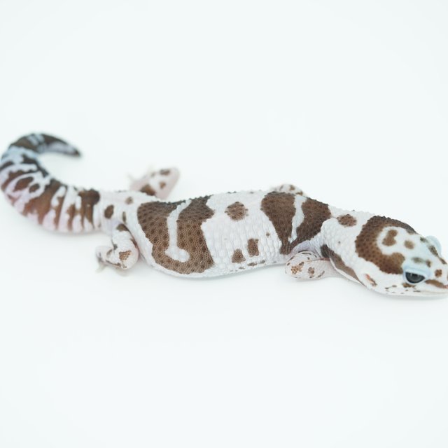 화이트아웃 오레오 헷 고스트 패턴리스