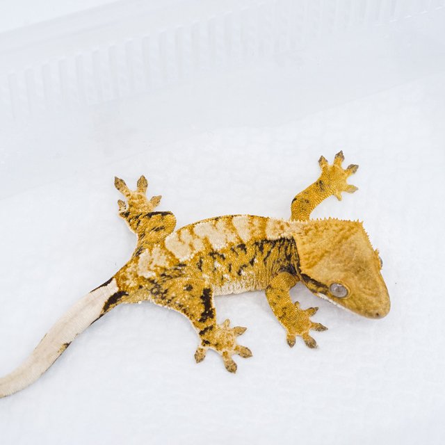 트라이 익스트림할리퀸