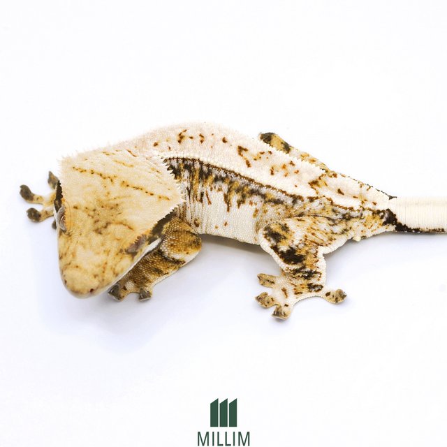 트라이 익스트림할리퀸