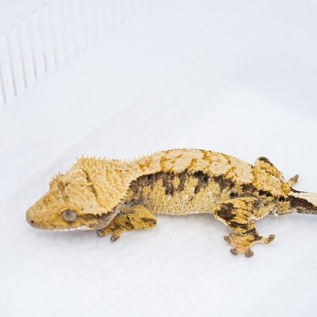 트라이 익스트림할리퀸