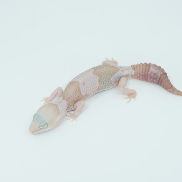 아멜라니스틱 오레오 헷 패턴리스