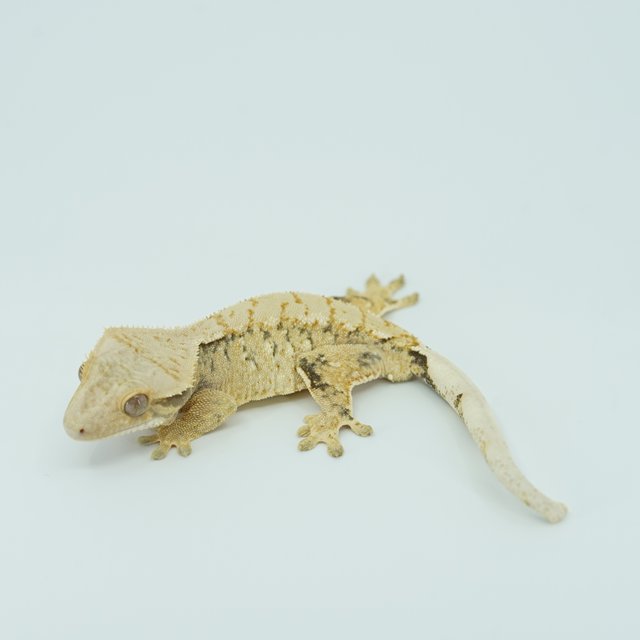 트라이 익스트림할리퀸