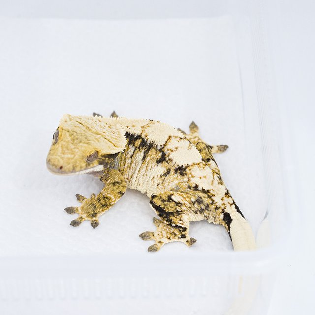 트라이 익스트림할리퀸