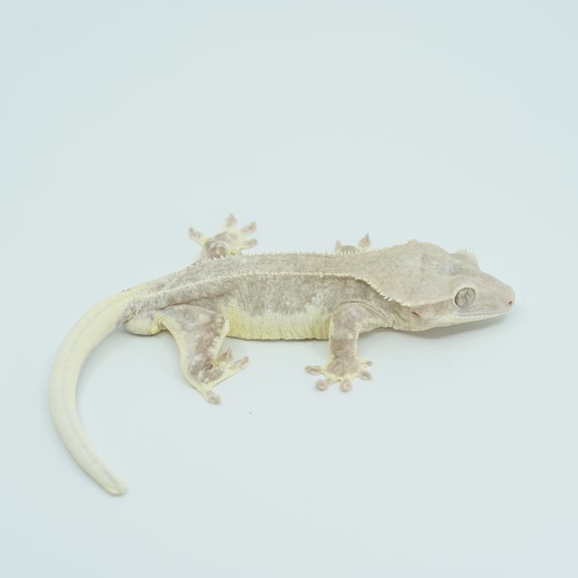 릴리화이트 아잔틱