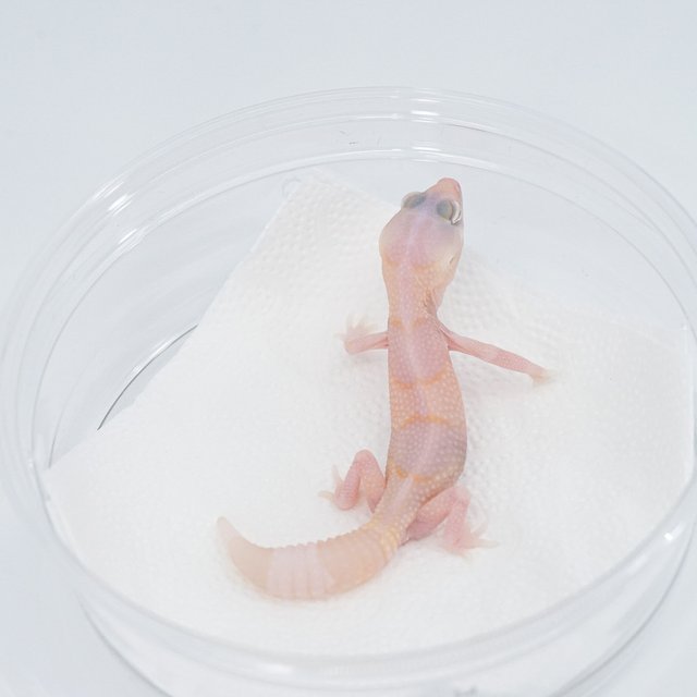 화이트아웃 아멜라니스틱 카라멜