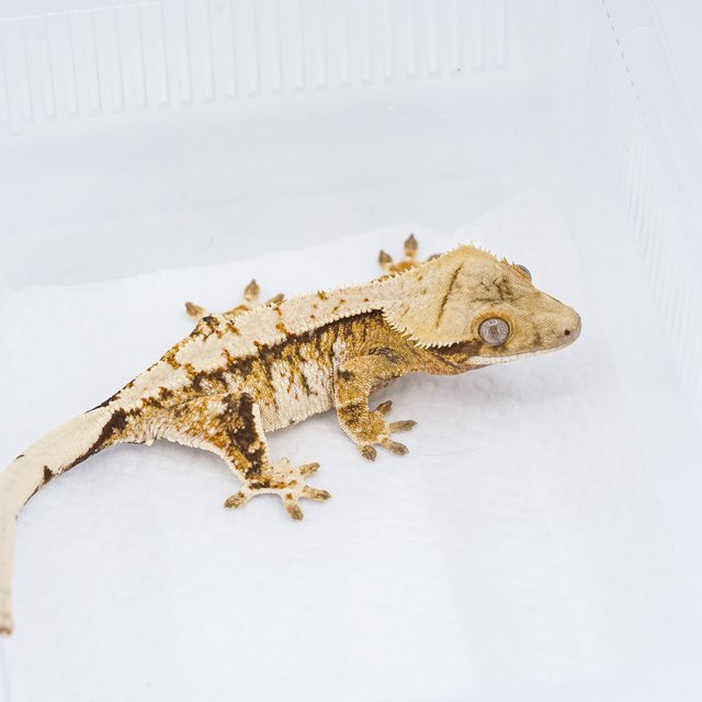 트라이 익스트림할리퀸