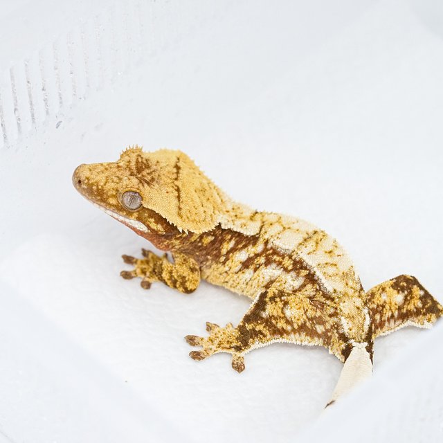 트라이 익스트림할리퀸