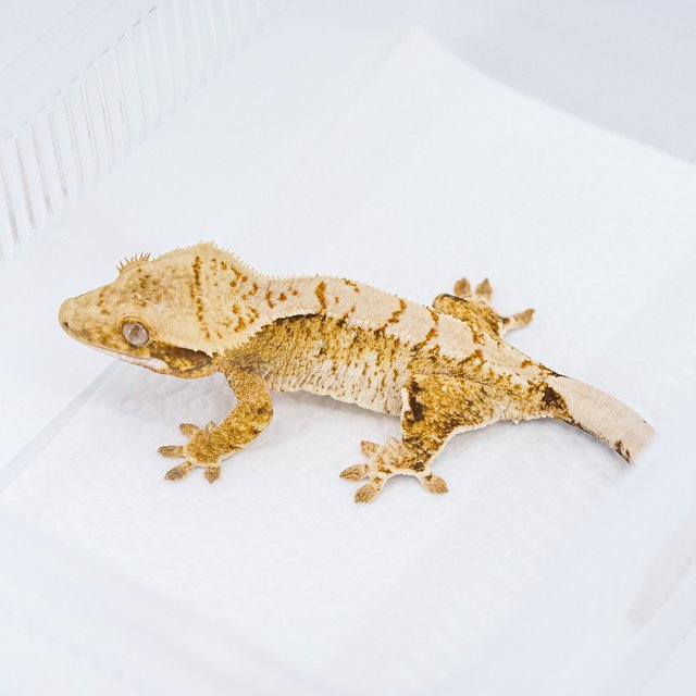 트라이 익스트림할리퀸