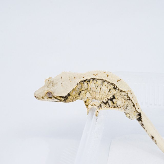 익스트림할리퀸