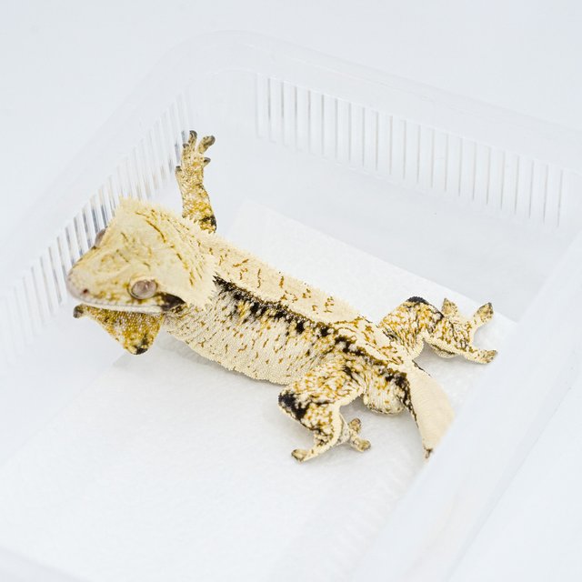 트라이 익스트림할리퀸