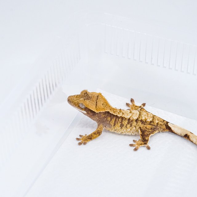 익스트림할리퀸