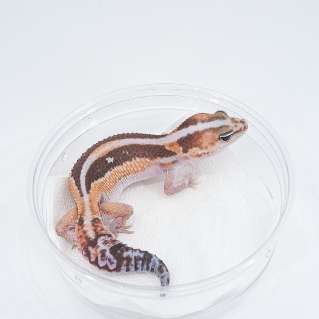 줄루 헷 고스트 헷 카라멜