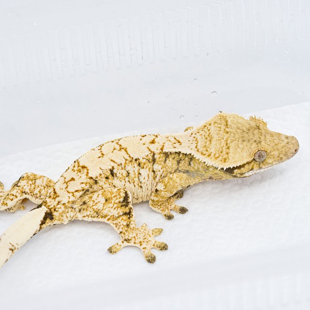 트라이 익스트림할리퀸