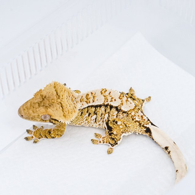 트라이 익스트림할리퀸