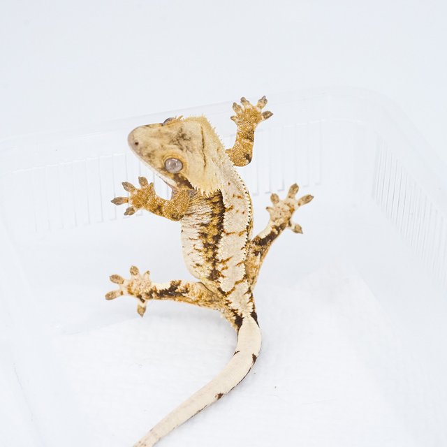 트라이 익스트림할리퀸