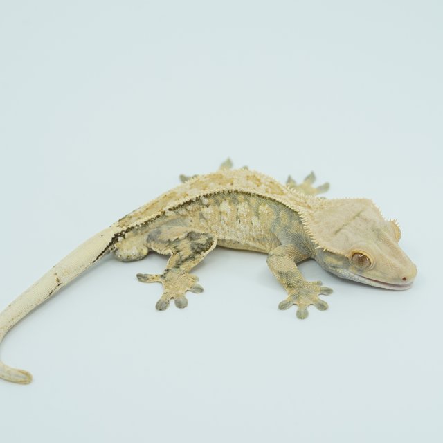 쿼드 핀스트라이프