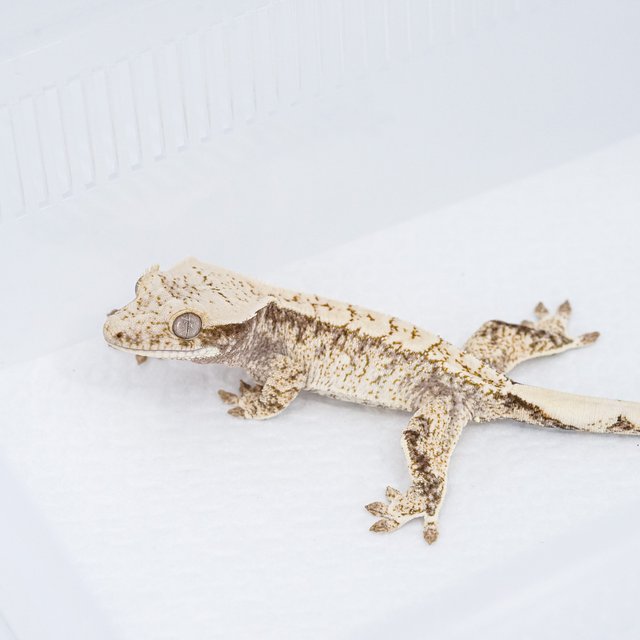 익스트림할리퀸